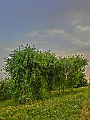 Salix babylonica